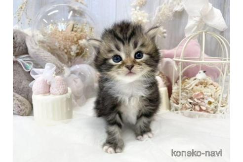 成約済の大阪府のサイベリアン-44876の10枚目